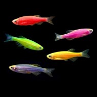 Данио GloFish (Brachydanio rerio)