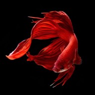 Петух сиамский вуалевый (Betta splendens)  Петух сиамский вуалевый (Betta splendens)
