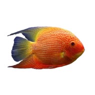 Северум красный жемчуг (Heros severum var. "Red Perl") Северум красный жемчуг (Heros severum var. "Red Perl")