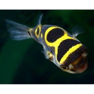 Тетрадон биоцеллатус (Tetraodon biocellatus) Тетрадон биоцеллатус (Tetraodon biocellatus)