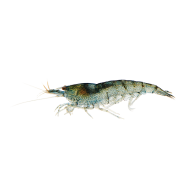 Креветка Неокаридина (Neocaridina heteropoda) Креветка Неокаридина (Neocaridina heteropoda)