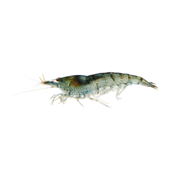 Креветка Неокаридина (Neocaridina heteropoda) Креветка Неокаридина (Neocaridina heteropoda)
