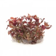 Альтернантера Рейнека "Мини" (Alternanthera reineckii Mini) Альтернантера Рейнека "Мини" (Alternanthera reineckii Mini)
