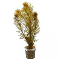 Перистолистник рорайма (Myriophyllum cf. aquaticum «Roraima») Перистолистник рорайма (Myriophyllum cf. aquaticum «Roraima»)
