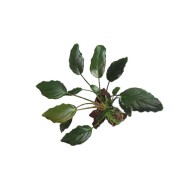 Фуртадоа сумматранская красная (Furtadoa Sumatrensis red)