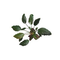 Фуртадоа сумматранская красная (Furtadoa Sumatrensis red) Фуртадоа сумматранская красная (Furtadoa Sumatrensis red)