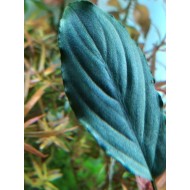 Фуртадоа сумматранская красная (Furtadoa Sumatrensis red)