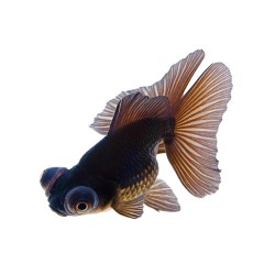 Телескоп черный (Carassius auratus) Телескоп черный (Carassius auratus)
