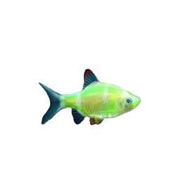 Барбус глофиш зеленый (Puntius tetrazona Glofish) Барбус глофиш зеленый (Puntius tetrazona Glofish)