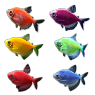 Тернеция GloFish микс (Gymnocorymbus ternetzi) 