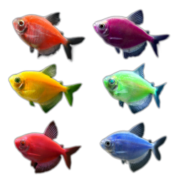 Тернеция GloFish микс (Gymnocorymbus ternetzi)  Тернеция GloFish микс (Gymnocorymbus ternetzi)