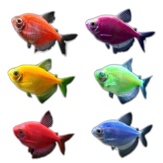 Тернеция GloFish микс (Gymnocorymbus ternetzi) 