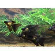 Телескоп черный (Carassius auratus)