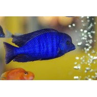 Delfinul albastru (Cyrtocara moorii)