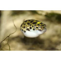 Тетраодон зеленый (Tetraodon nigroviridis) Тетраодон зеленый (Tetraodon nigroviridis)