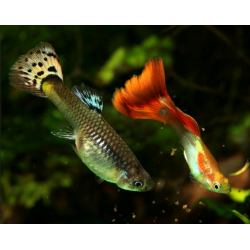 Guppy mix (Poecilia reticulata)