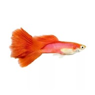 Гуппи красный (Guppy full red) Гуппи красный (Guppy full red)