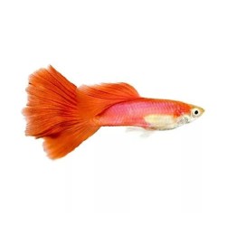 Гуппи красный (Guppy full red) Гуппи красный (Guppy full red)
