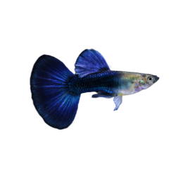 Guppy Blue Moscow