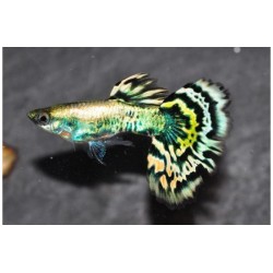 Гуппи Тигр (Tiger Guppy)