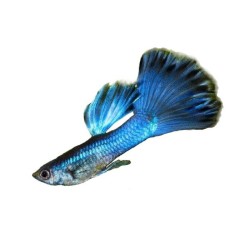 Гуппи синий металлик (Poecilia reticulata) Гуппи синий металлик (Poecilia reticulata)