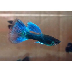 Guppy albastru metal (Poecilia reticulata)