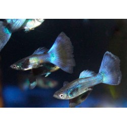 Гуппи синий металлик (Poecilia reticulata) Гуппи синий металлик (Poecilia reticulata)