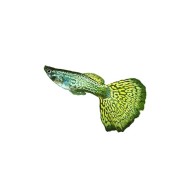 Гуппи зеленая кобра (Poecilia reticulata) Гуппи зеленая кобра (Poecilia reticulata)