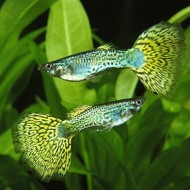 Гуппи зеленая кобра (Poecilia reticulata)