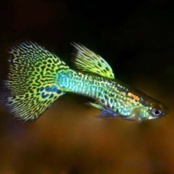 Гуппи зеленая кобра (Poecilia reticulata) Гуппи зеленая кобра (Poecilia reticulata)