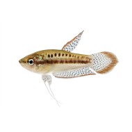 Гурами карликовый (Trichopsis pumila)