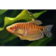 Гурами золотой (Trichogaster trichopterus)