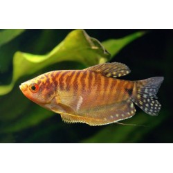 Гурами золотой (Trichogaster trichopterus) Гурами золотой (Trichogaster trichopterus)