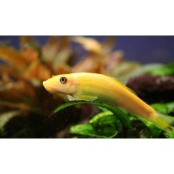 Гиринохейлус желтый водорослеед (Gyrinocheilus aymonieri)  Гиринохейлус желтый водорослеед (Gyrinocheilus aymonieri)
