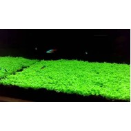 Хемиантус Куба (Hemianthus callitrichoides ‘cuba’) Хемиантус Куба (Hemianthus callitrichoides ‘cuba’)