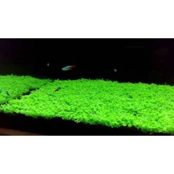 Хемиантус Куба (Hemianthus callitrichoides ‘cuba’) Хемиантус Куба (Hemianthus callitrichoides ‘cuba’)