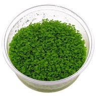 Хемиантус Куба (Hemianthus callitrichoides ‘cuba’) Хемиантус Куба (Hemianthus callitrichoides ‘cuba’)