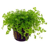 Хемиантус Микрантемоидес (Hemianthus micranthemoides)  Хемиантус Микрантемоидес (Hemianthus micranthemoides)
