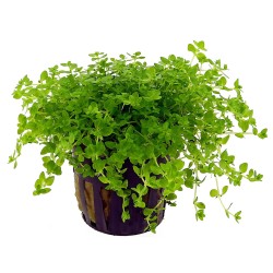 Хемиантус Микрантемоидес (Hemianthus micranthemoides)  Хемиантус Микрантемоидес (Hemianthus micranthemoides)