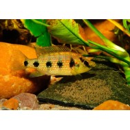 Хемихромис стройный(Hemichromis elongatus)