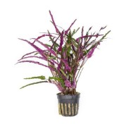 Хемиграфис узколистный (Hemigraphis Narrow)