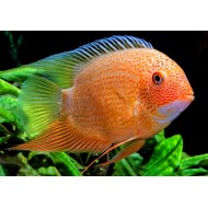 Северум красный жемчуг (Heros severum var. "Red Perl") Северум красный жемчуг (Heros severum var. "Red Perl")