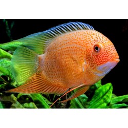 Северум красный жемчуг (Heros severum var. "Red Perl") Северум красный жемчуг (Heros severum var. "Red Perl")