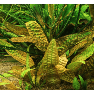 Криптокорина Гудоро (Cryptocoryne hudoroi)