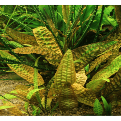 Криптокорина Гудоро (Cryptocoryne hudoroi) Криптокорина Гудоро (Cryptocoryne hudoroi)