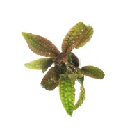 Криптокорина Гудоро (Cryptocoryne hudoroi)