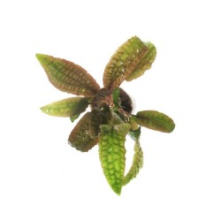 Криптокорина Гудоро (Cryptocoryne hudoroi) Криптокорина Гудоро (Cryptocoryne hudoroi)
