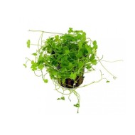Гидрокотила трипартита (Hydrocotyle tripartita) Гидрокотила трипартита (Hydrocotyle tripartita)