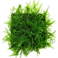 Мох королевский  (Amblystegiaceae sp. Manaus, Queen moss) Мох королевский  (Amblystegiaceae sp. Manaus, Queen moss)