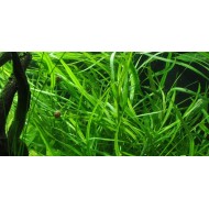 Гигрофила щитковидная иволистная (Hygrophila corymbosa) 
